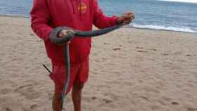 Aparece una serpiente de grandes dimensiones en una playa de Badalona / TOT BADALONA