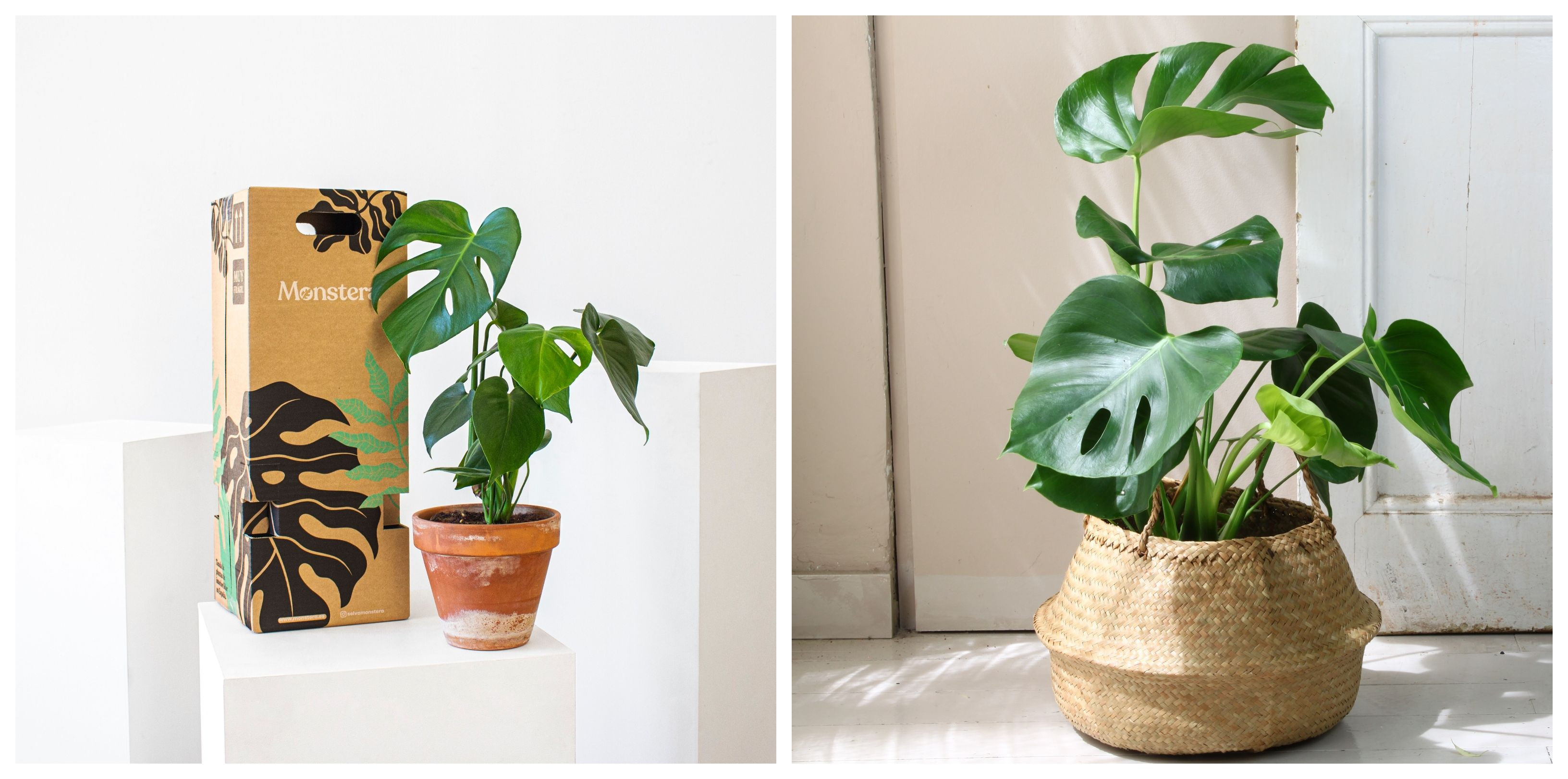 Dos ejemplos de la planta monstera, una de ellas de la compañía Monstera / CEDIDA