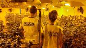 Agentes policiales en una plantación de marihuana en Barcelona / MOSSOS Y GUB