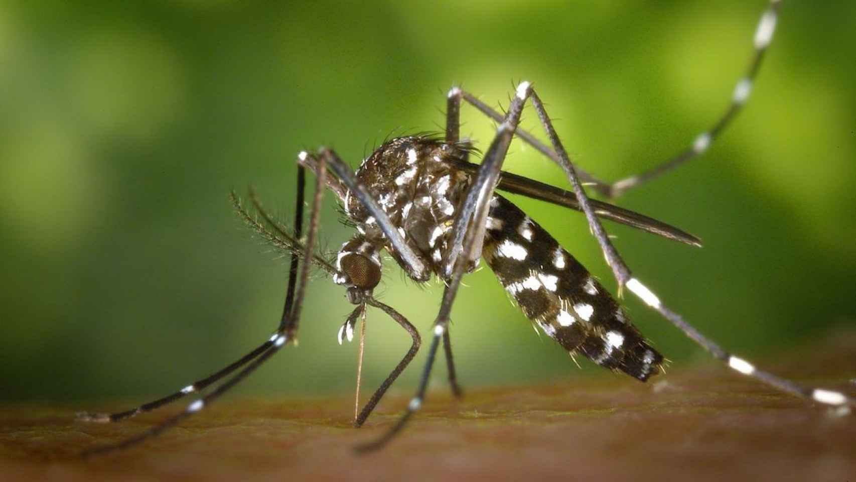 Ejemplar de mosquito tigre en una imagen de archivo