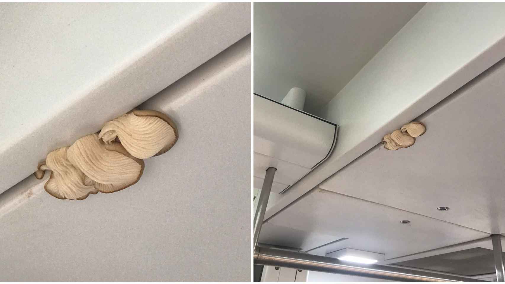 Aparecen hongos del techo en un tren de Rodalies / Arantxa García - @aran_garci