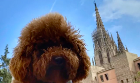 Teddy, el ser querido con el que Shakira ha paseado por la Catedral de Barcelona / INSTAGRAM