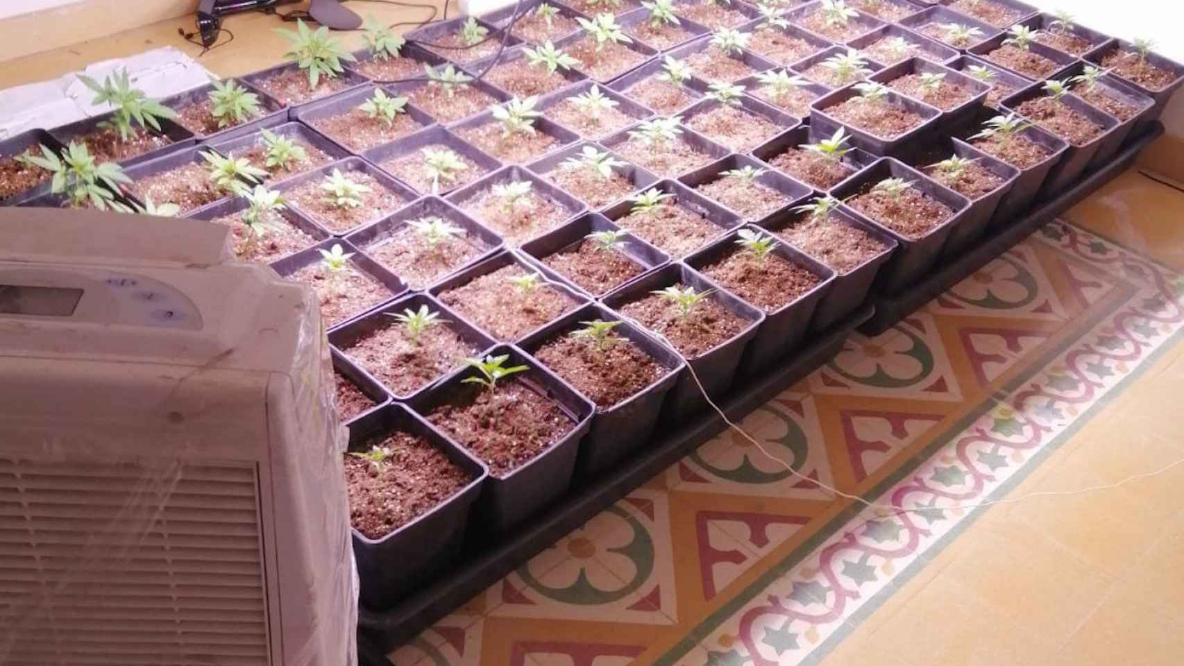 Plantas de marihuana requisadas en la casa okupa de Sant Just Desvern / MOSSOS D'ESQUADRA