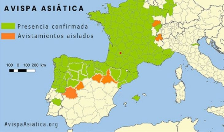Presencia de la avispa asiática o asesina en España y Francia