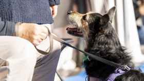 Un perro, al que afectará la Ley de Protección y Derechos de los Animales, junto a su dueño / AYUNTAMIENTO DE BARCELONA