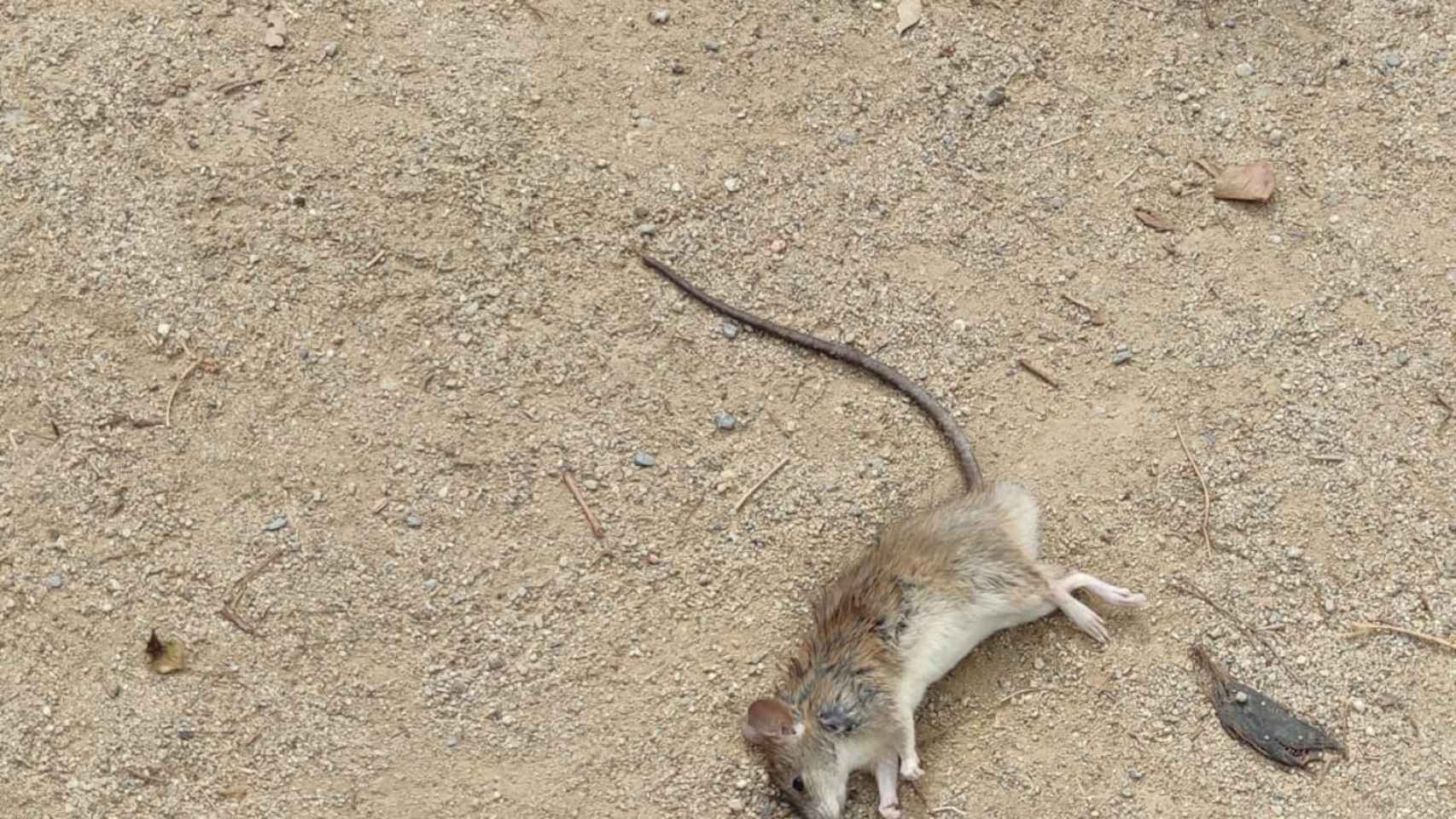 Imagen de una rata muerta en los jardines de Bacardí, compartida por ERC este verano para denunciar una plaga en esta zona de Les Corts / ERC