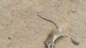 Imagen de una rata muerta en los jardines de Bacardí, compartida por ERC este verano para denunciar una plaga en esta zona de Les Corts / ERC