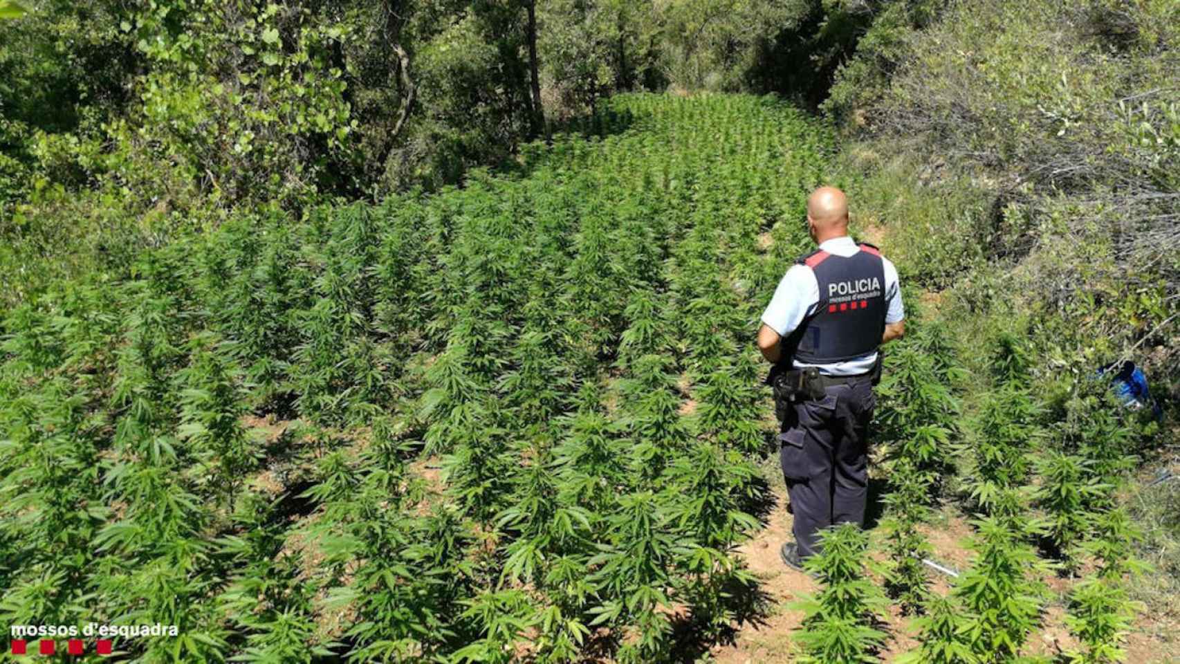 Un policía observa una plantación de marihuana en una imagen de archivo / MOSSOS D'ESQUADRA