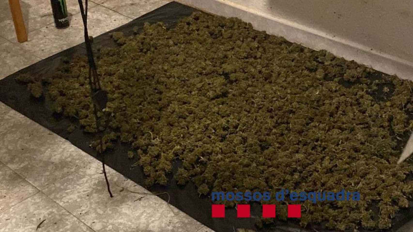 Marihuana requisada en el narcopiso okupa de Santa Coloma de Gramenet / MOSSOS D'ESQUADRA