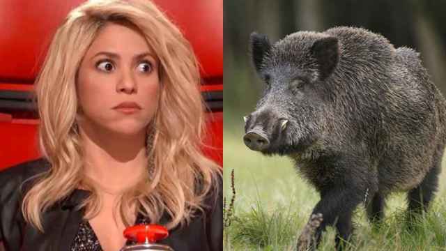 Shakira y la imagen de un jabalí en un montaje de Metrópoli