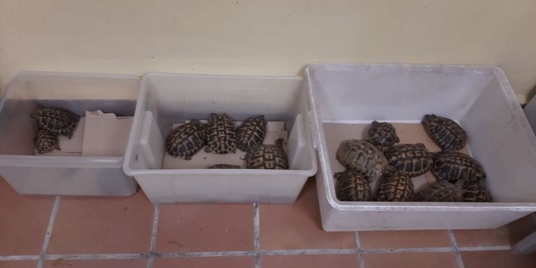 Tortugas en peligro de extinción recuperadas en una finca de Barcelona / AGENTS RURALS