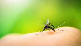 Primer plano de un mosquito que transmite la fiebre amarilla