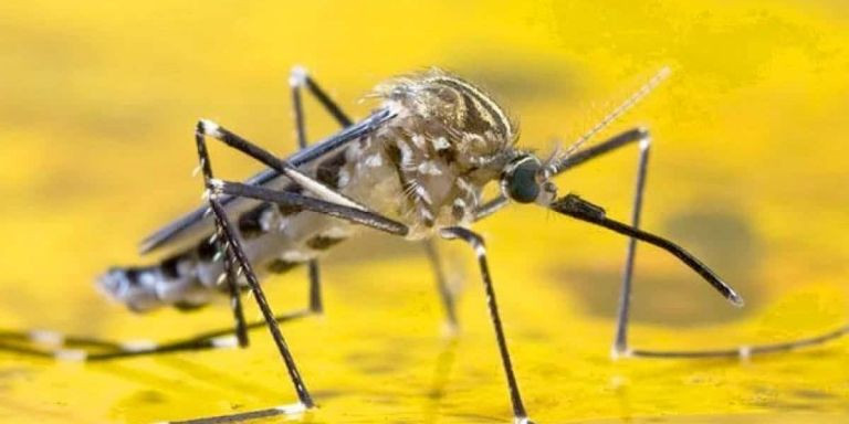 Mosquito que transmite la fiebre amarilla