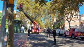 Los bomberos retiran un nido de avispa asiática en la avenida de Vallcarca / GUARDIA URBANA