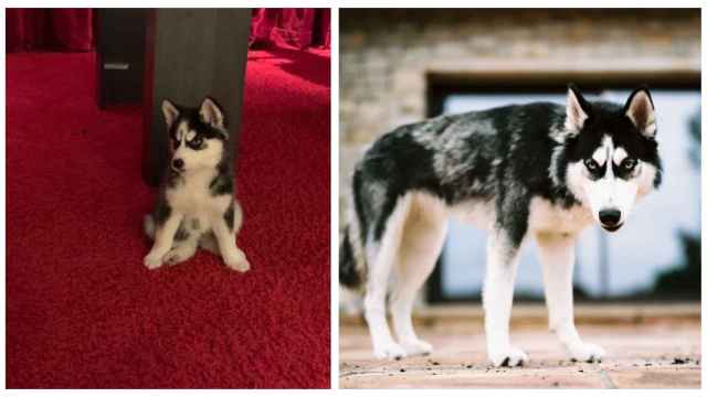 La perra husky de Ibai Llanos / IBAI