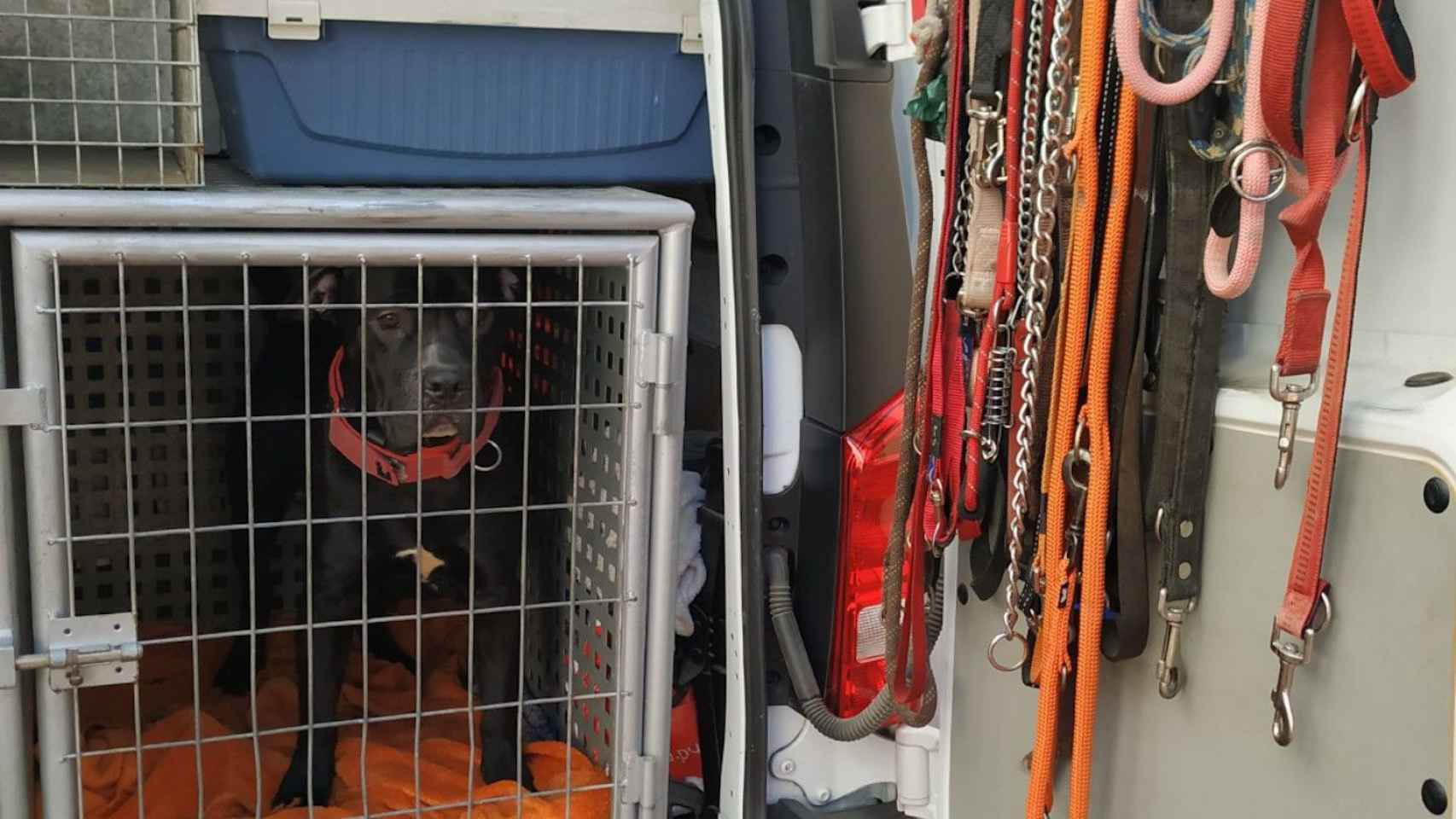 Perro en malas condiciones rescatado por la Guardia Urbana / GUARDIA URBANA BARCELONA