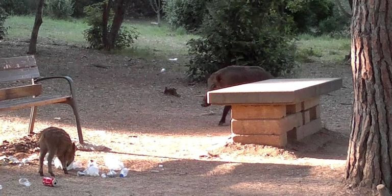 Dos jabalíes buscan comida en el parque de la Oreneta / YOUTUBE