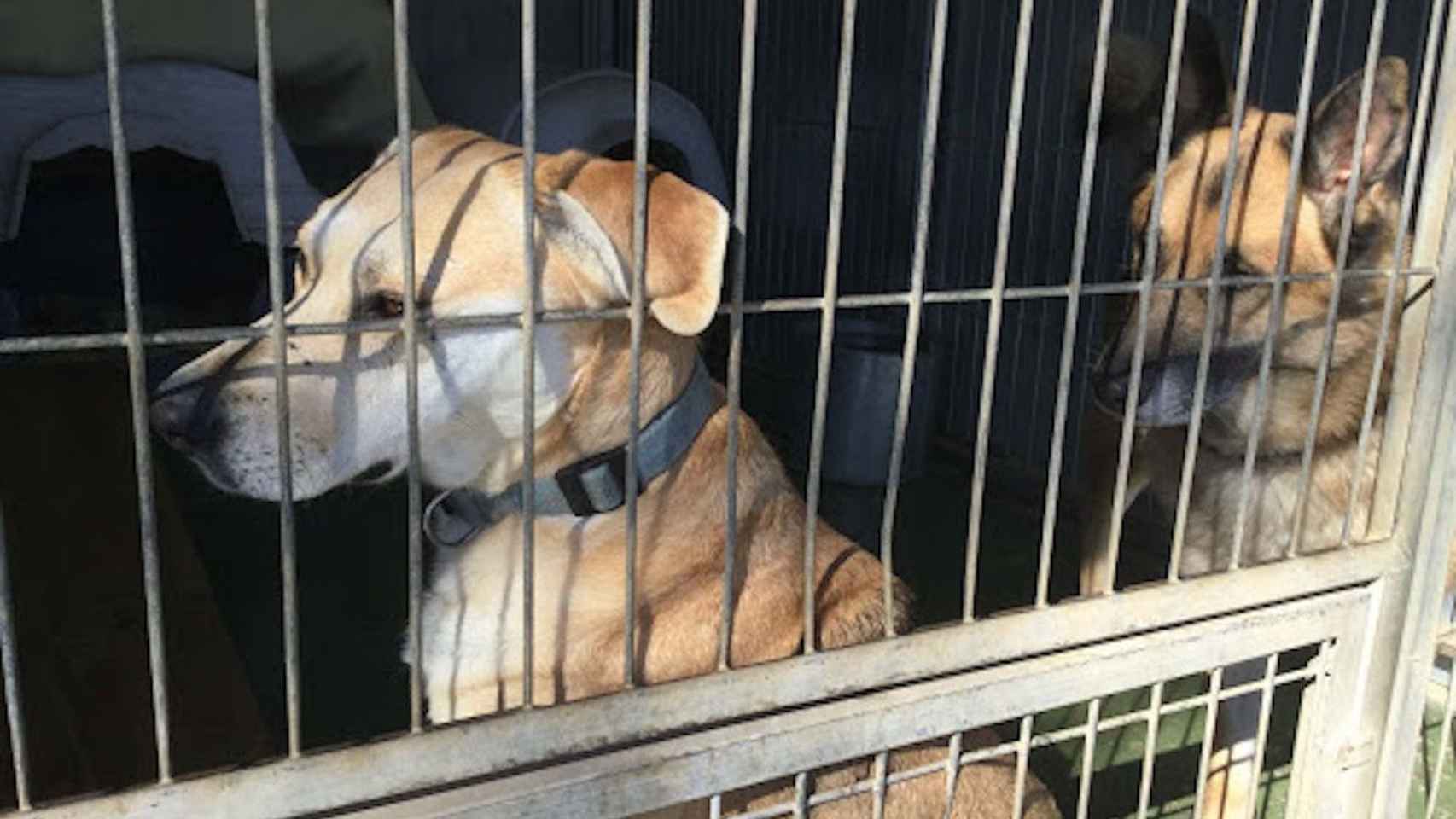 Dos perros en la Lliga Protectora d'Animals i Plantes / ARCHIVO