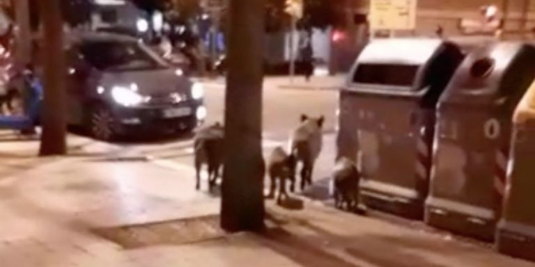 Los animales pasean entre coches y peatones en Sarrià / METRÓPOLI