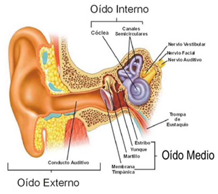 Gráfico del oído