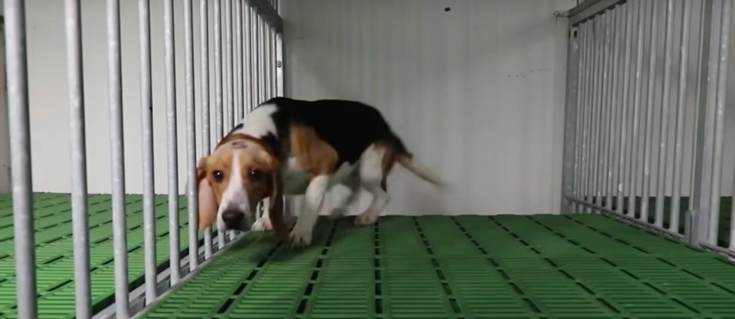 Uno de los perros beagle del vídeo que denuncia el maltrato animal en Vivotecnia / CRUELTY FREE INTERNATIONAL