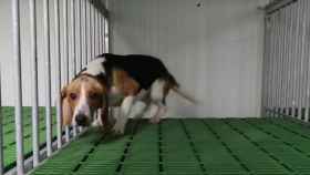 Uno de los perros beagle del vídeo que denuncia el maltrato animal en Vivotecnia / CRUELTY FREE INTERNATIONAL