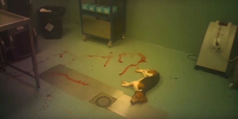 Un perro beagle rodeado de sangre en el vídeo que denuncia el maltrato animal en Vivotecnia / CRUELTY FREE INTERNATIONAL