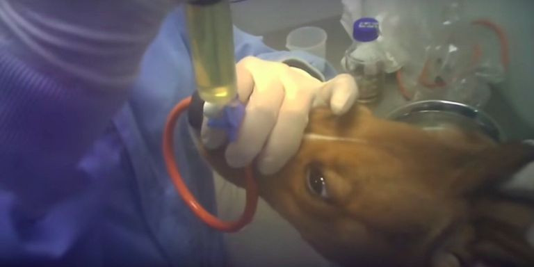 Un perro sometido a un experimento de Vivotecnia en el laboratorio de Madrid / CRUELTY FREE INTERNATIONAL