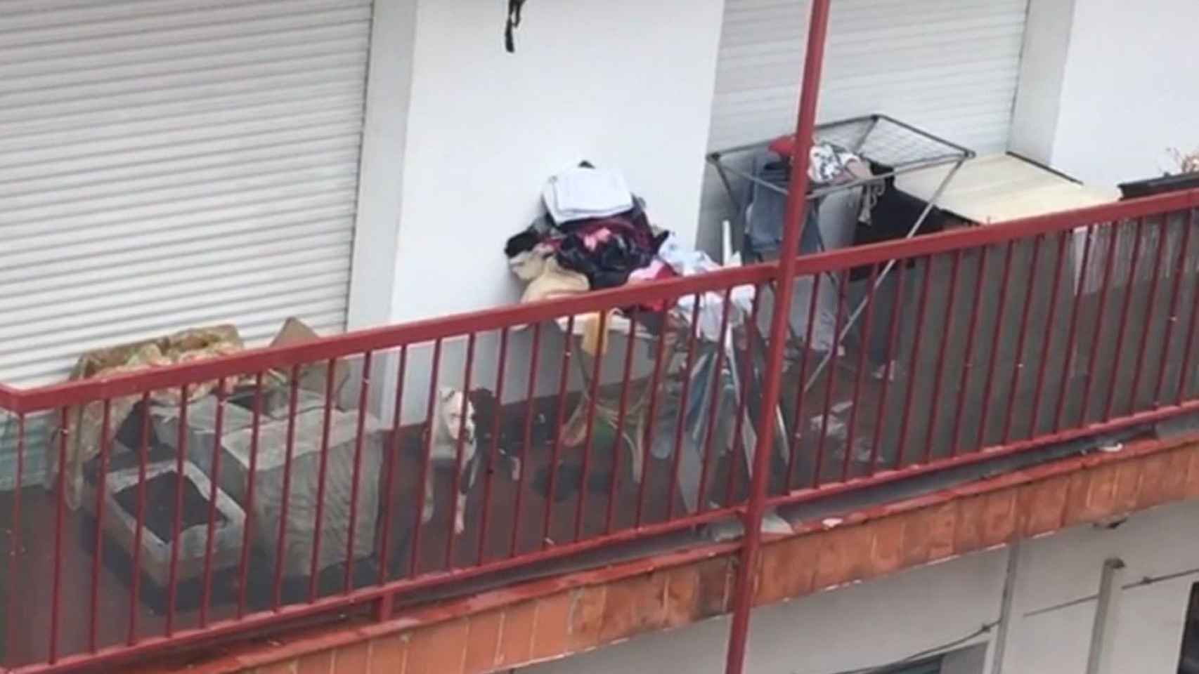 Imagen del perro maltratado, encerrado en un balcón en Badalona / AYUNTAMIENTO DE BADALONA