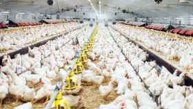 Gallinas en una granja de Cataluña, donde ha llegado la gripe aviar / ARCHIVO