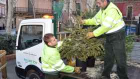 Dos funcionarios municipales recogen árboles de Navidad usados / AYUNTAMIENTO