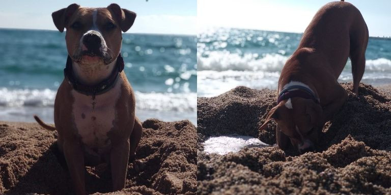 Un perro juega en una playa de perros de Barcelona / METRÓPOLI
