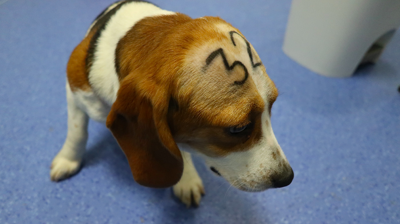 Uno de los cachorros Beagle de Vivotecnia como los de la UB