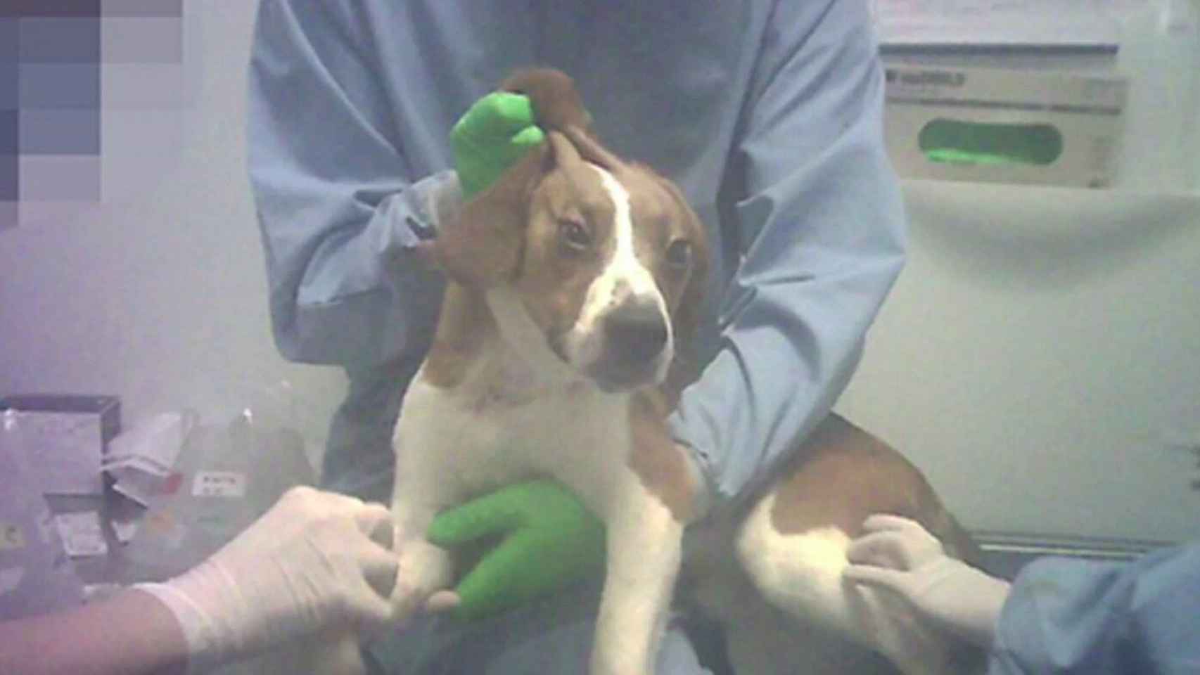 Imagen del maltrato animal sobre uno de los perros de Vivotecnia en el escándalo que estalló en abril de 2020 en Madrid / CRUELTY FREE INTERNATIONAL