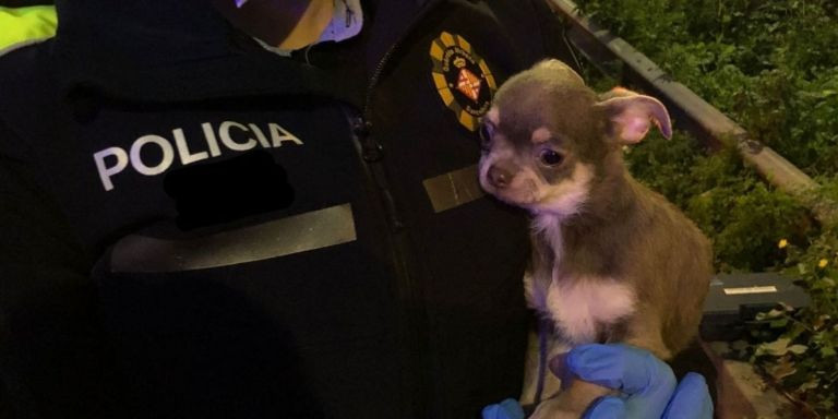 Cachorro de perro interceptado por la policía local / GUARDIA URBANA