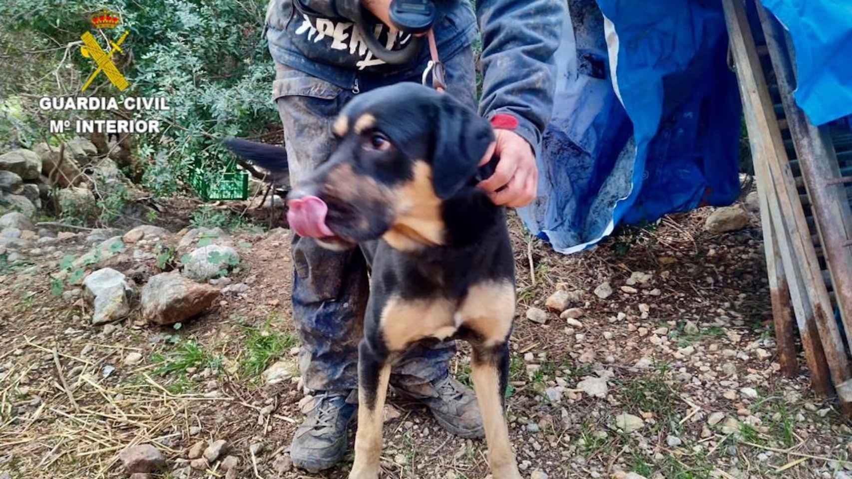 Mai, el perro que han apartado de su dueño por maltrato animal en el Prat del Llobregat / GUARDIA CIVIL