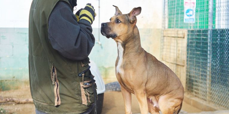 Una perra en adopción de la protectora de Mataró / FUNDACIÓN DAINA