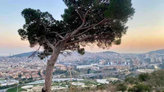 El árbol con el columpio roto y sus espectaculares vistas en el mirador de Horta / METRÓPOLI