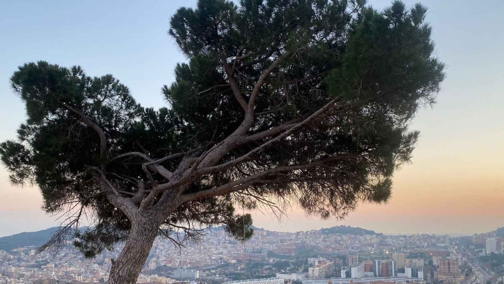 El árbol donde se encuentra el famoso columpio con las vistas de la ciudad de fondo / METRÓPOLI