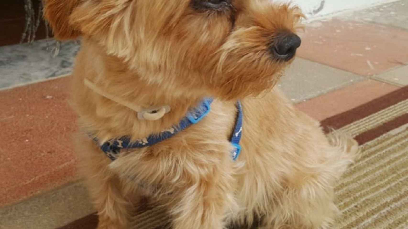 Yaki, el perrito fallecido hace unos días por el ataque de los perros de un okupa de Badalona / FACEBOOK