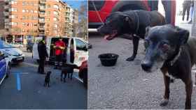 Los dos perros rescatados en el distrito del Eixample de Barcelona / GUARDIA URBANA
