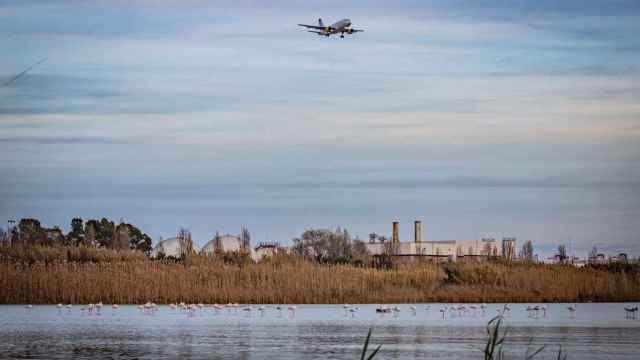 Flamencos en el delta del Llobregat / AYUNTAMIENTO DEL PRAT DE LLOBREGAT