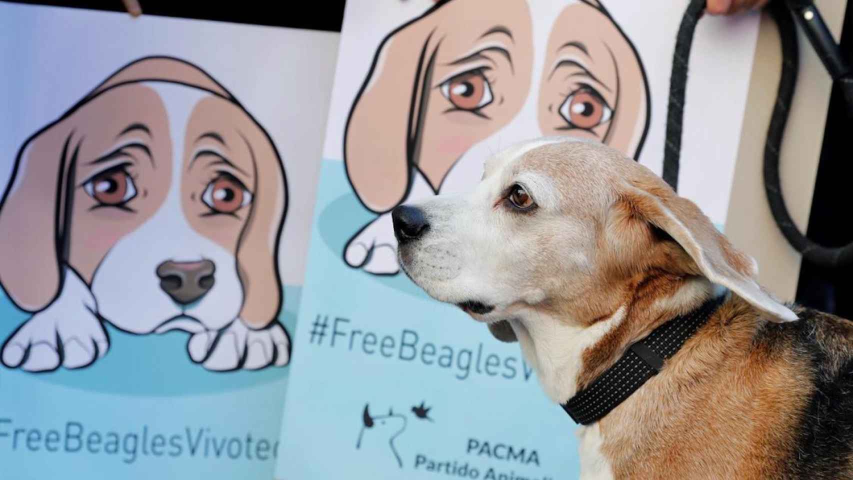 Manifestación contra el experimentos de la UB y Vivotecnia sobre perros beagle / EFE