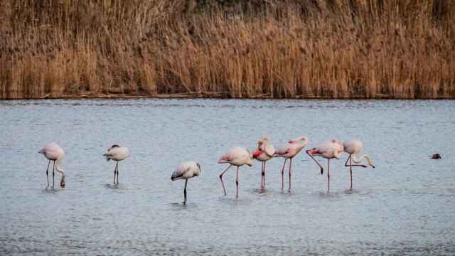 Flamencos en el Delta del Llobregat / AJ PRAT DE LLOBREGAT