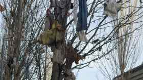 Ropa y restos de basura en un árbol de Sant Adrià / CEDIDA