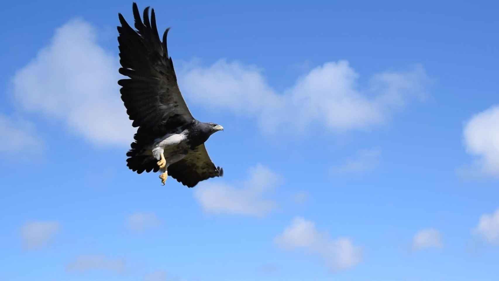 Un águila en una imagen de archivo