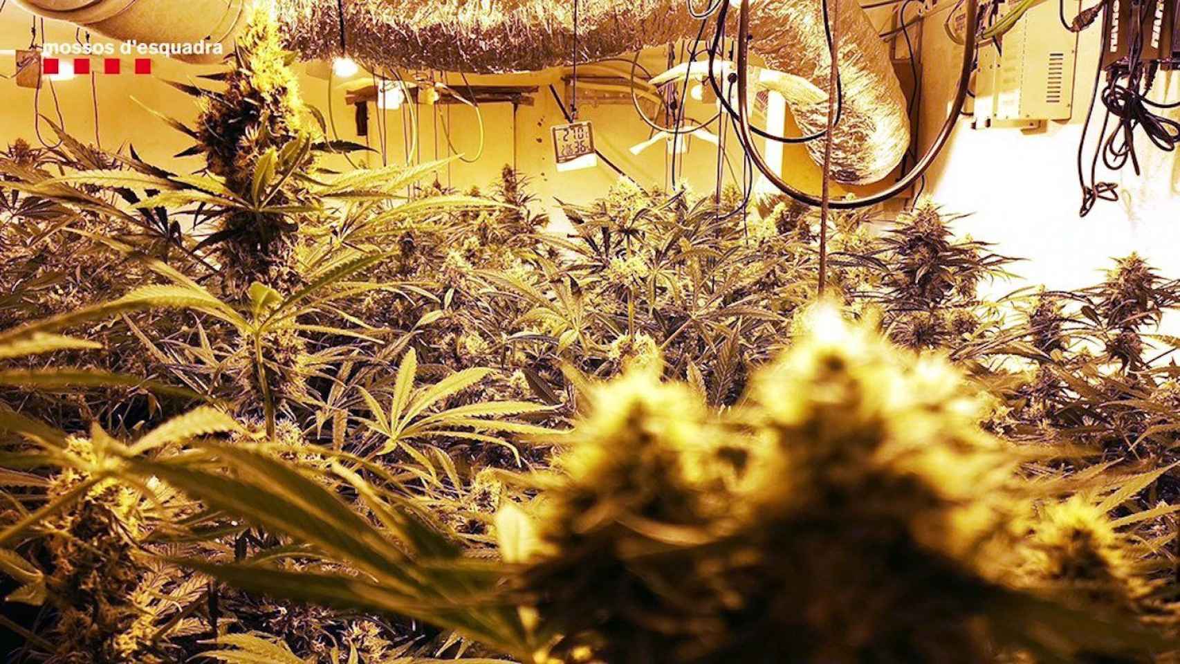 Imagen de archivo de una plantación de marihuana  / MOSSOS D'ESQUADRA