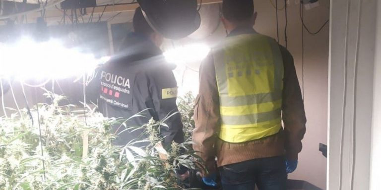 Plantación de marihuana en el barrio de Sants / MOSSOS D'ESQUADRA