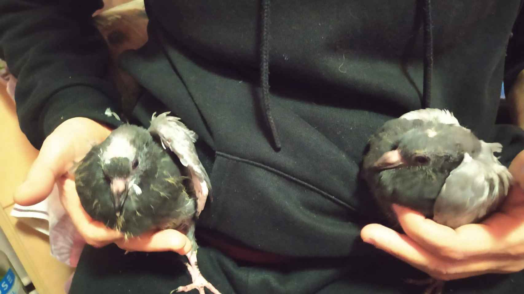 Pichones rescatados de las trampas para palomas / CEDIDA