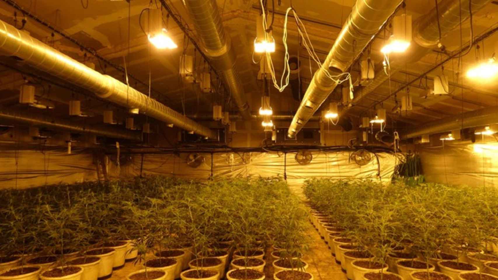 Las más de 500 plantas de marihuana incautadas en Badalona / MOSSOS D'ESQUADRA